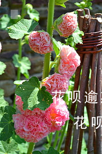花呗逾期打电话催款说今天什么到达户籍地-花呗逾期打电话给我说通知户口所在地