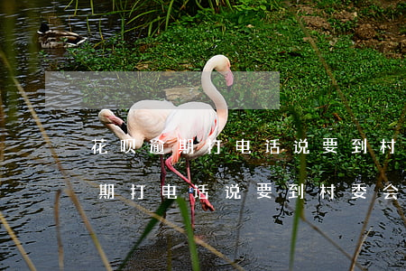 花呗逾期打电话说要到村委会调查-花呗逾期打电话说要到村委会调查是真的吗