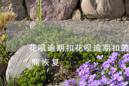 花呗逾期扣，花呗逾期扣的信用分修复了能不能恢复