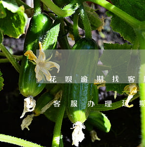 花呗逾期找客服有用吗(花呗逾期了能不能找客服办理延期还款)