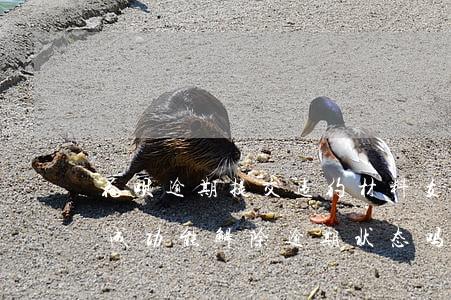 花呗逾期提交违约材料(支付宝花呗逾期申诉成功能解除逾期状态吗)