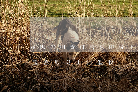 花呗逾期支付宝客服说上门-花呗逾期支付宝客服说上门催收