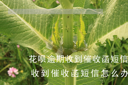 花呗逾期收到催收函短信怎么办-花呗逾期收到催收函短信怎么办啊