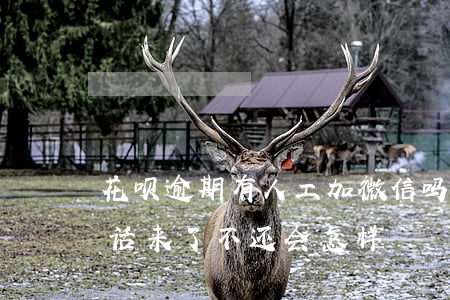 花呗逾期有人工加微信吗(花呗逾期人工打电话来了 不还会怎样)