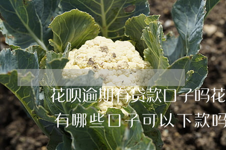 花呗逾期有贷款口子吗(花呗逾期网贷逾期还有哪些口子可以下款吗)