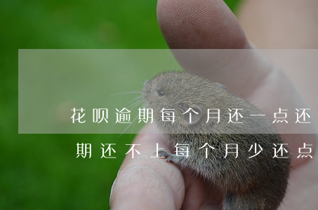 花呗逾期每个月还一点还会上门吗-花呗逾期还不上每个月少还点会打电话给家人吗