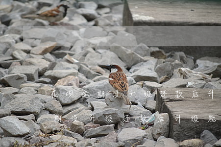 花呗逾期没升级还款后升级能用吗-花呗逾期没升级还款后升级能用吗安全吗
