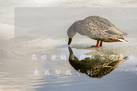 花呗逾期没授权(花呗显示我有逾期未还款,但是我却找不到?)
