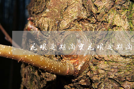 花呗逾期 淘宝(花呗逾期 淘宝买东西)