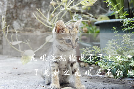 花呗逾期狗用不了怎么弄(花呗逾期申诉成功了,为什么花呗还不能用)