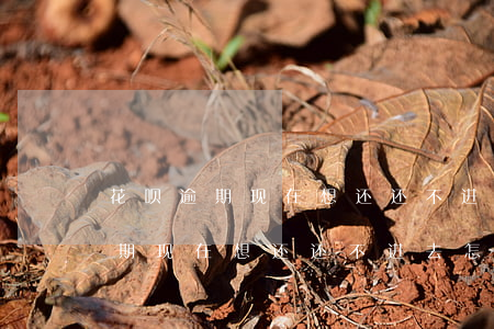 花呗逾期现在想还还不进去怎么办-花呗逾期现在想还还不进去怎么办呢