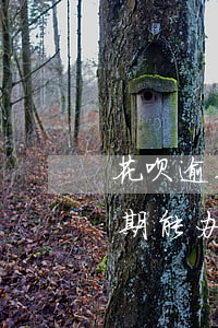 花呗逾期用不了了办得到信用卡吗-花呗逾期能办理信用卡吗?