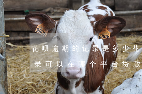花呗逾期的记录是多少(花呗之前有过逾期记录可以在哪个平台贷款)
