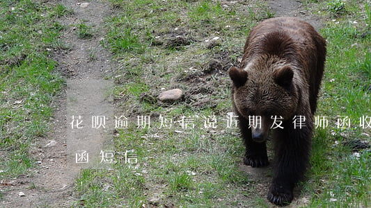 花呗逾期短信说近期发律师函(收到花呗律师函短信)