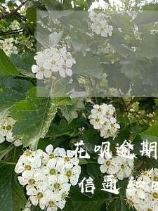 花呗逾期短信通知截图(可以拦截花呗还款短信通知吗)