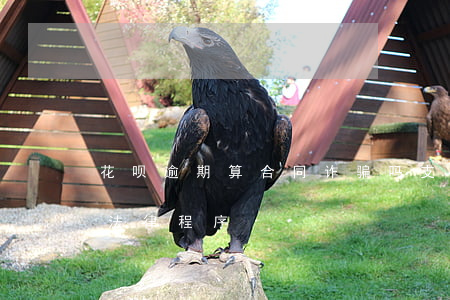 花呗逾期算合同诈骗吗(支付宝花呗逾期说走法律程序)