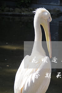 花呗逾期终于还清了(花呗逾期还清了还能办分期买车吗?)