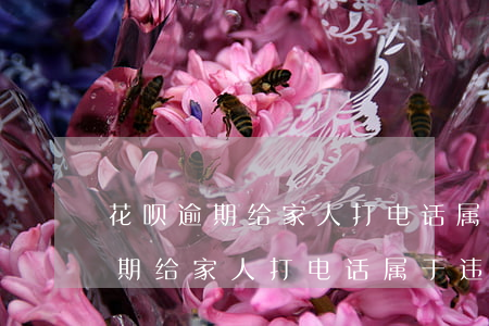 花呗逾期给家人打电话属于违法吗-花呗逾期给家人打电话属于违法吗怎么处理
