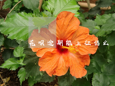 花呗逾期能上征信么