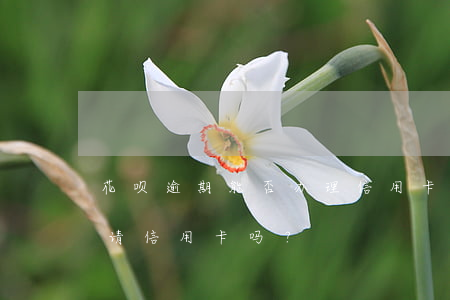 花呗逾期能否办理信用卡，花呗逾期会影响申请信用卡吗？