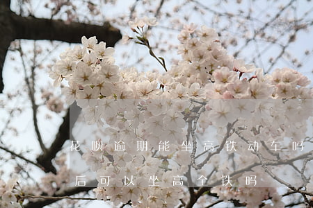花呗逾期能坐高铁动车吗(花呗逾期不还款以后可以坐高全铁吗)