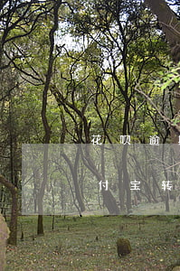 花呗逾期能转账给别人吗(花呗逾期还能用支付宝转账么)