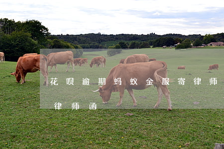 花呗逾期蚂蚁金服寄律师函(蚂蚁花呗寄来了律师函)
