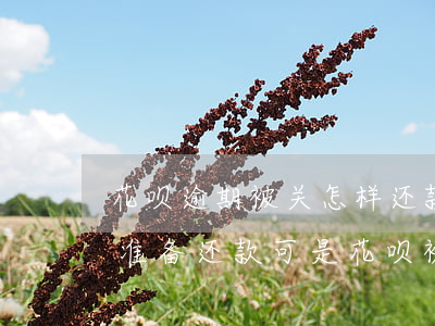 花呗逾期被关怎样还款(花呗逾期了很久现在准备还款可是花呗被关了怎么办)
