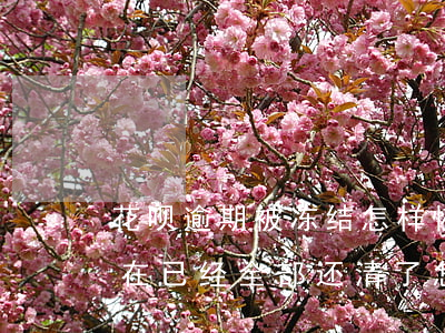 花呗逾期被冻结怎样恢复(花呗逾期冻结了,现在已经全部还清了,怎样才能解冻?)