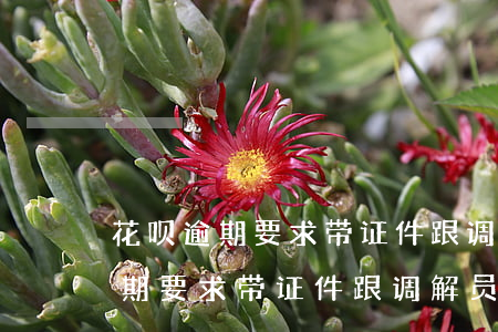 花呗逾期要求带证件跟调解员调解-花呗逾期要求带证件跟调解员调解是真的吗