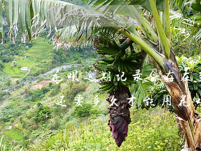 花呗逾期记录会存在多久(花呗有过逾期记录还要多久才能用花呗)