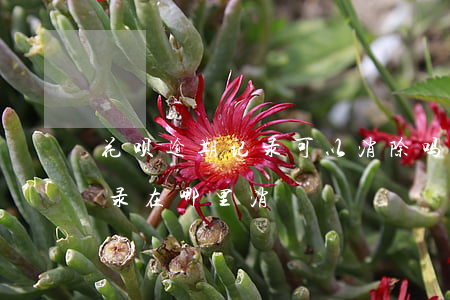 花呗逾期记录可以消除吗(支付宝花呗逾期记录在哪里消)