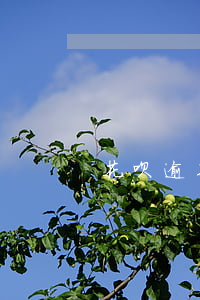 花呗逾期负面记录哪里查