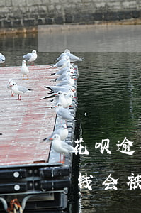 花呗逾期起诉承担费用(支付宝花呗逾期多少钱会被告)