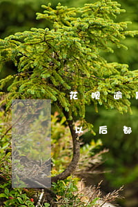 花呗逾期超过5000(花呗逾期超过30天,以后都没办法恢复了吗)