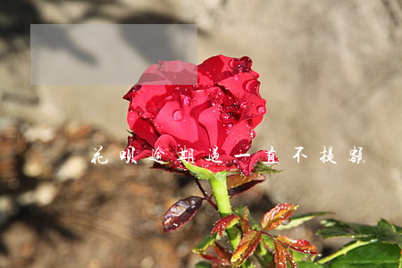 花呗逾期过一直不提额