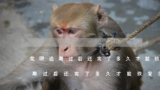 花呗逾期过后还完了多久才能恢复-花呗逾期过后还完了多久才能恢复使用