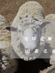 花呗逾期过后还完还能不能再借-花呗逾期过后还完还能不能再借了