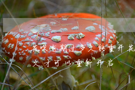 花呗逾期过多久能重开(花呗逾期关闭了要多久才可以重新开启)
