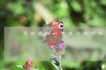 花呗逾期过还能提额吗(花呗提额过期怎么办)