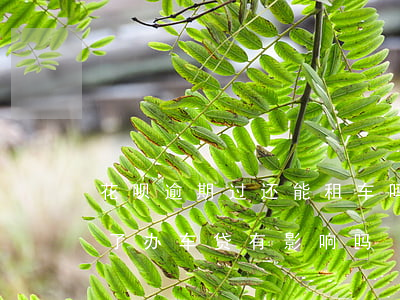 花呗逾期过还能租车吗(花呗两年前逾期过还了,办车贷有影响吗)