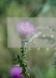 花呗逾期还了征信黑了吗(花呗逾期上征信吗?花呗逾期影响征信吗)
