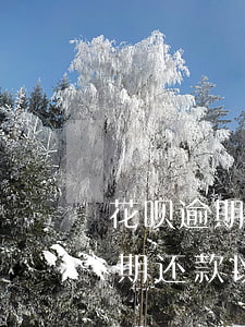 花呗逾期还款以后备用金多久能用-花呗逾期还款以后备用金多久能用