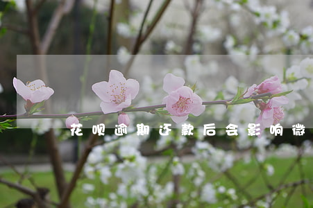 花呗逾期还款后会影响微粒贷吗-