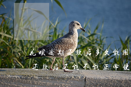 花呗逾期还款后多久能用(花呗逾期几个月了还款后还能不能正常使用)
