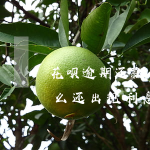 花呗逾期还款后还扣钱(花呗逾期还款了为什么还出现利息未还款)