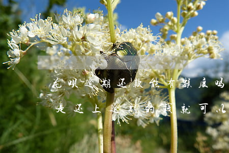 花呗逾期还款能有额度吗(花呗逾期的话是不是还上逾期的钱就可以了)