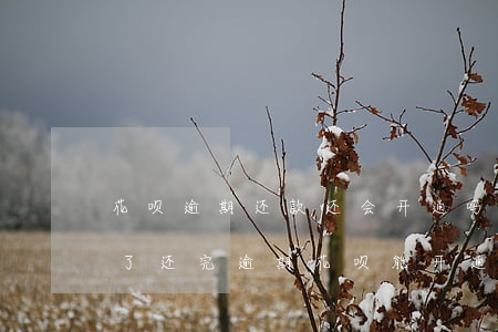 花呗逾期还款还会开通吗(借呗逾期花呗也停了,还完逾期花呗能开通吗)