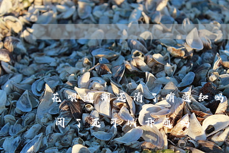 花呗逾期还清了有通知吗(花呗逾期还清了关闭了还可以开通吗)