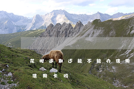花呗逾期还能不能办信用卡(花呗逾期能办理信用卡吗)